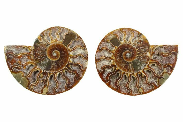 Cut & Polished Ammonite Fossil - Deep Crystal Pockets #379076